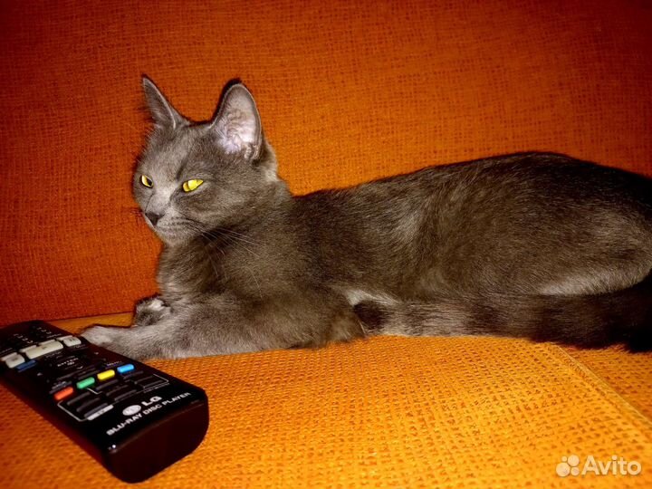 Кошка вязка