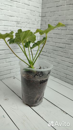 Герань пеларгония сортовая