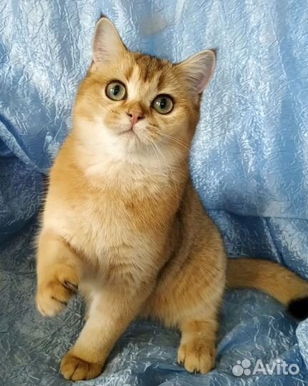 Шотландская золотая шиншилла, 1,2 год, днр