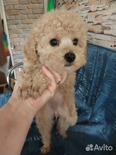 Собака