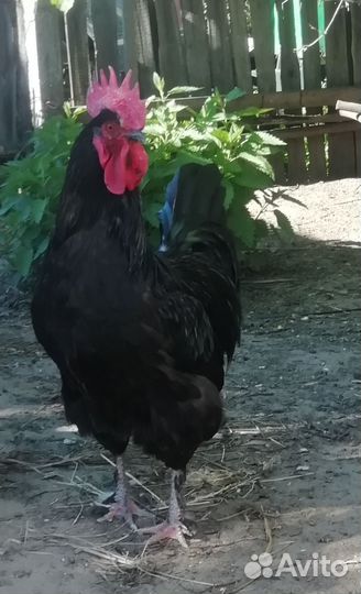 Петух Забронирован до завтра