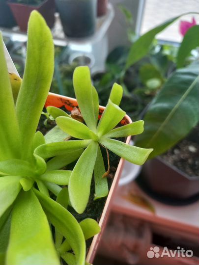 Жирянки хищные растения