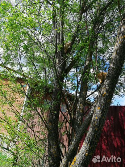 Кошки в добрые руки бесплатно