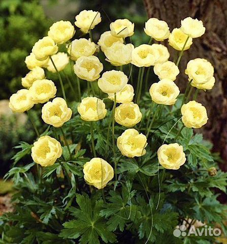 Купальницы коллекция сортов саженцы для посадки