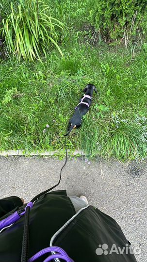 Поводок перетяжка