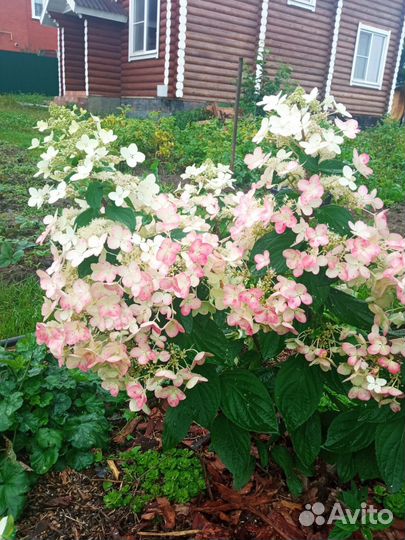 Гортензии метельчатые самовывоз