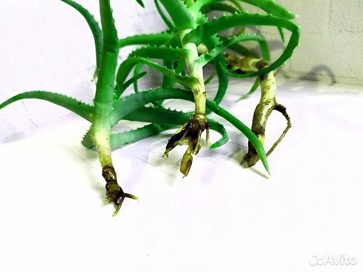 Алоэ вера столетник