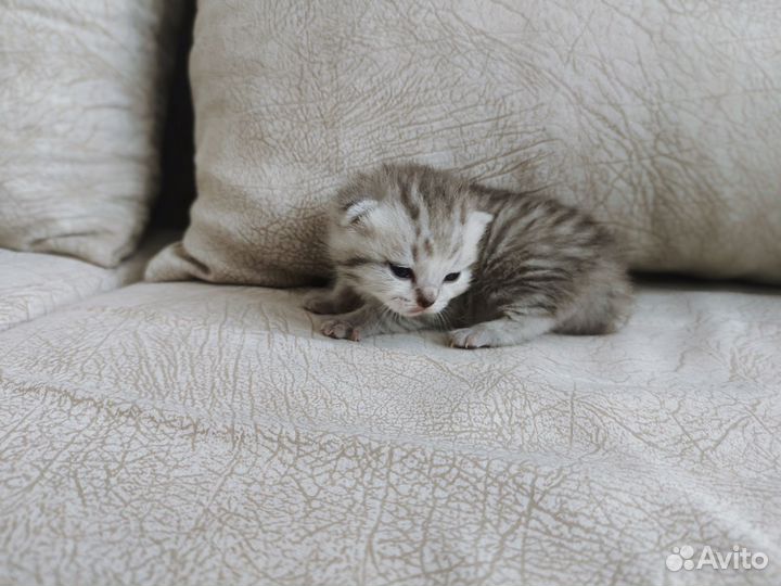 Шотландская вислоухая
