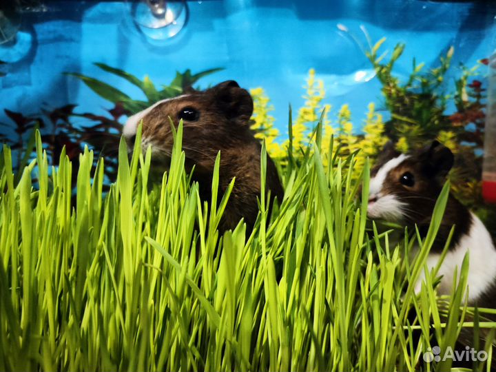 Морская свинка 