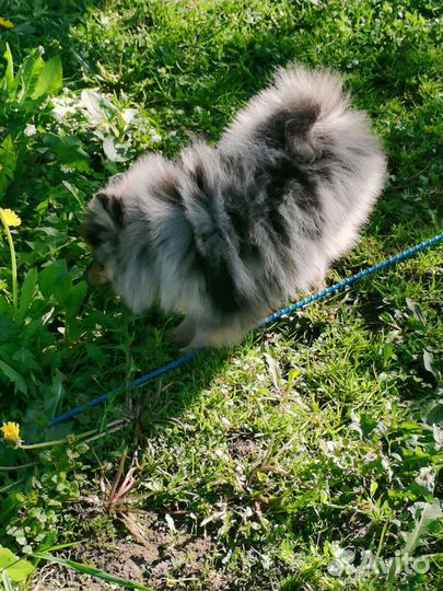 Щенки шпица девочка