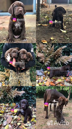 Щенки курцхаара