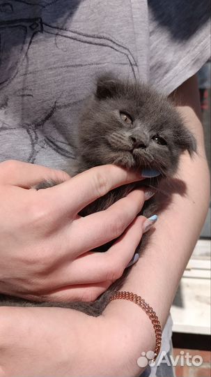 Котятки