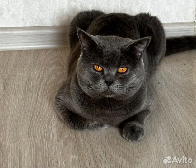 Вислоухие котята