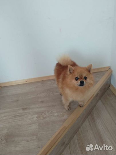 Померанский шпиц