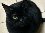 Ласковая 1-глазая черная кошка, стерилиз.,привита