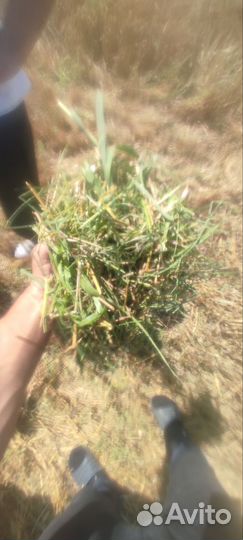 Сено солома в рулона