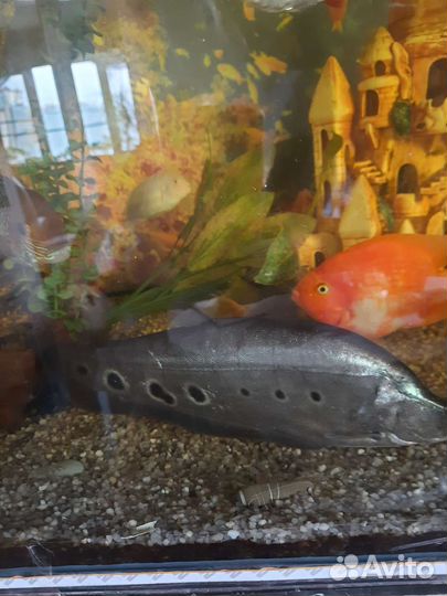 Рыба нож индийский