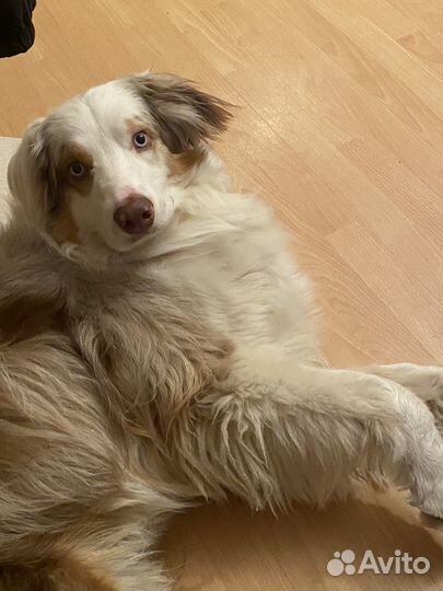 Выгул и передержка