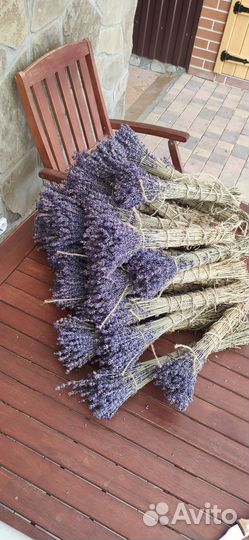 Лаванда сухоцвет