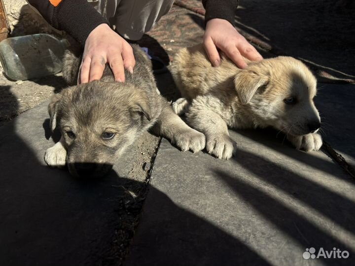 Щенки хаски
