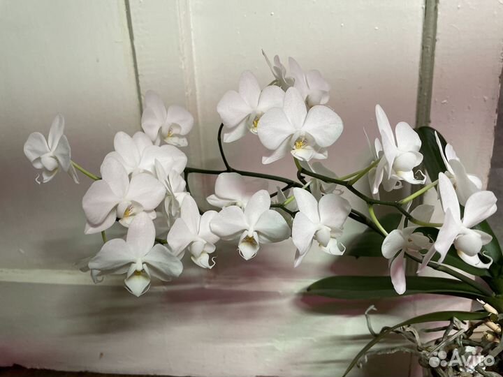Орхидея фаленопсис мультифлора