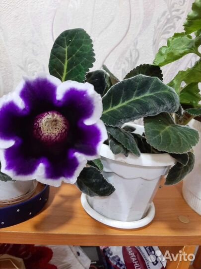 Глоксиния махровая