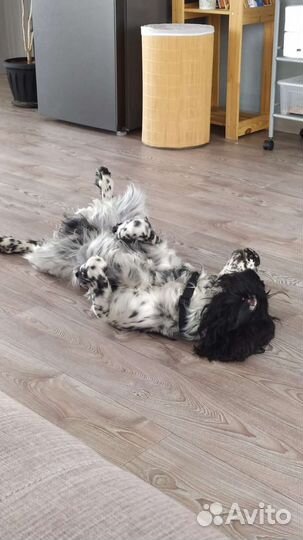 Русский спаниель вязка