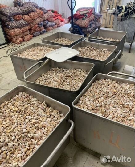 Любаша чеснок