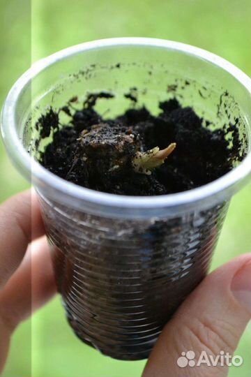 Алоказия Полли