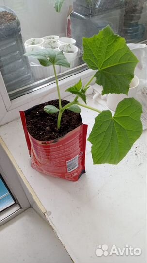 Рассада огурцов