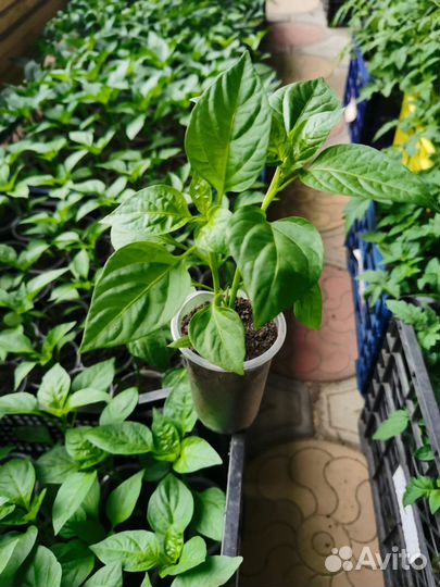 Хоста растение