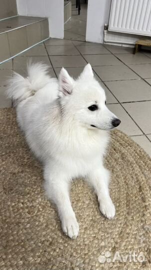 Японский шпиц вязка