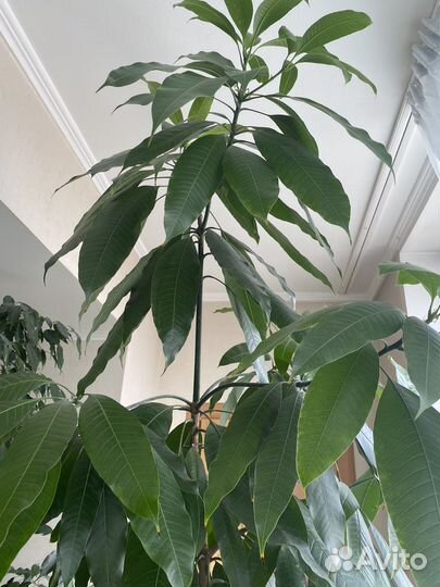 Манговое дерево, большое растение