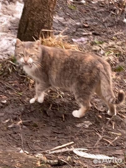 Кошка изумительная охотница