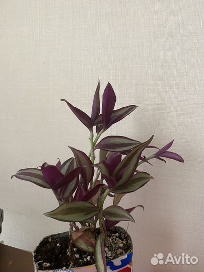 Комнатные растения