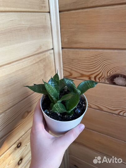 Сансевиерия ханни