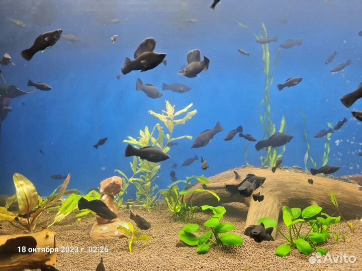 Живородящая рыбка Велифера Нигра