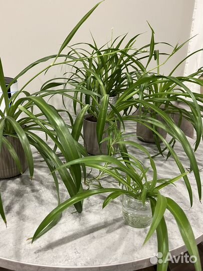 Хлорофитум зеленый