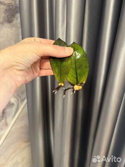 Замиокулькас изумрудный блэк