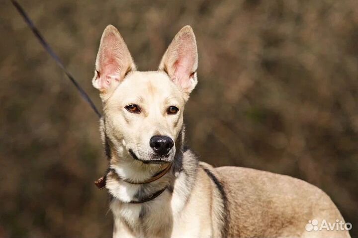 Щенок в добрые руки бесплатно