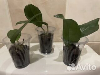 Хойя мясистая