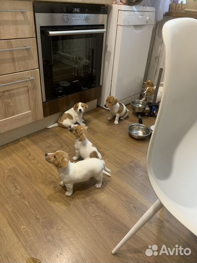 Джек Рассел терьер