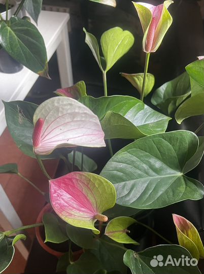 Антуриумы сортовые