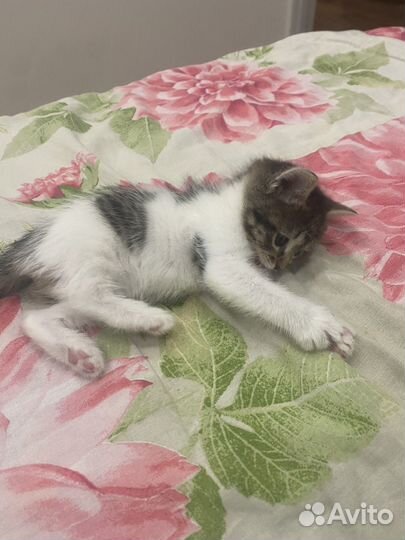 Котенок девочка