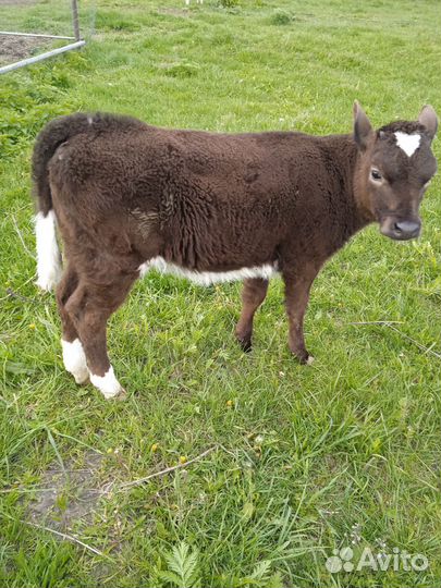 Телята телочки