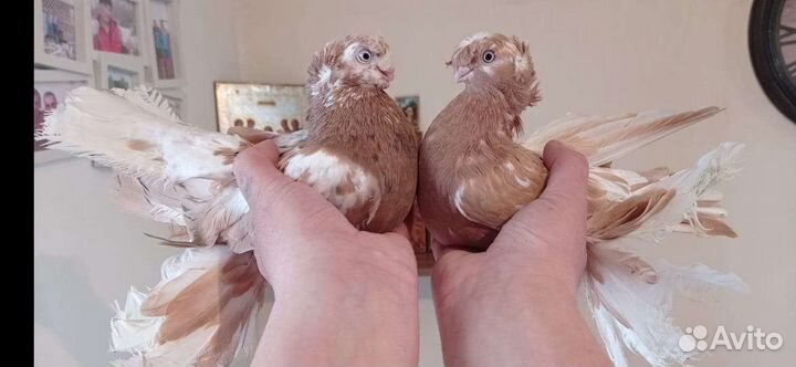 Свадебные голуби