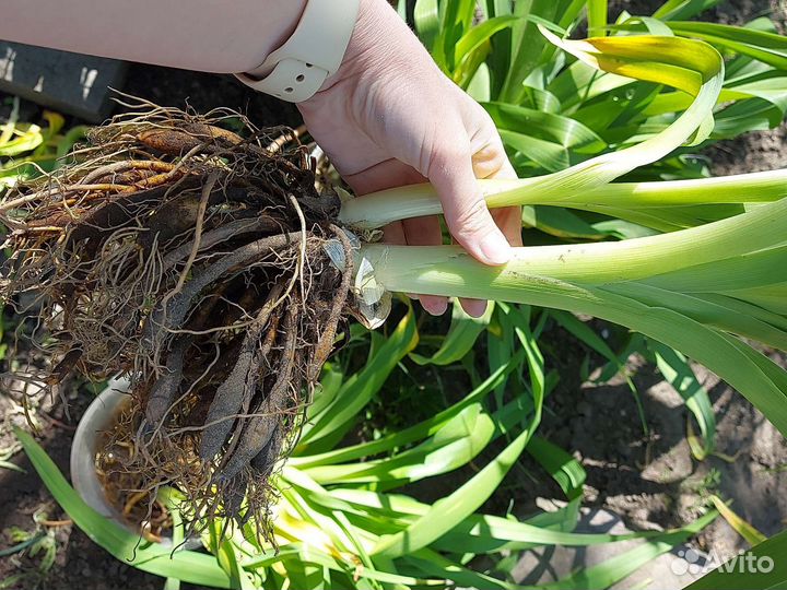 Цветы с моего участка