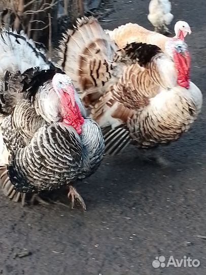 Продаются индюки и гуси