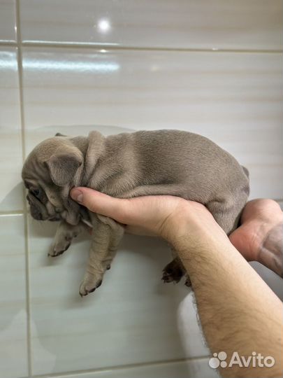 Щенки француского бульдога