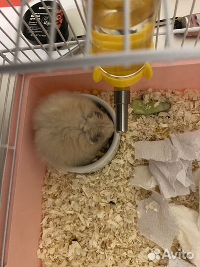 Сирийский хомяк с клеткой